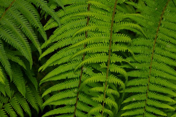 Slots Fruits Jeu En Ligne