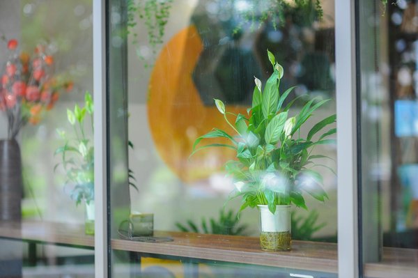 Winstler Casino 50 Free Spins