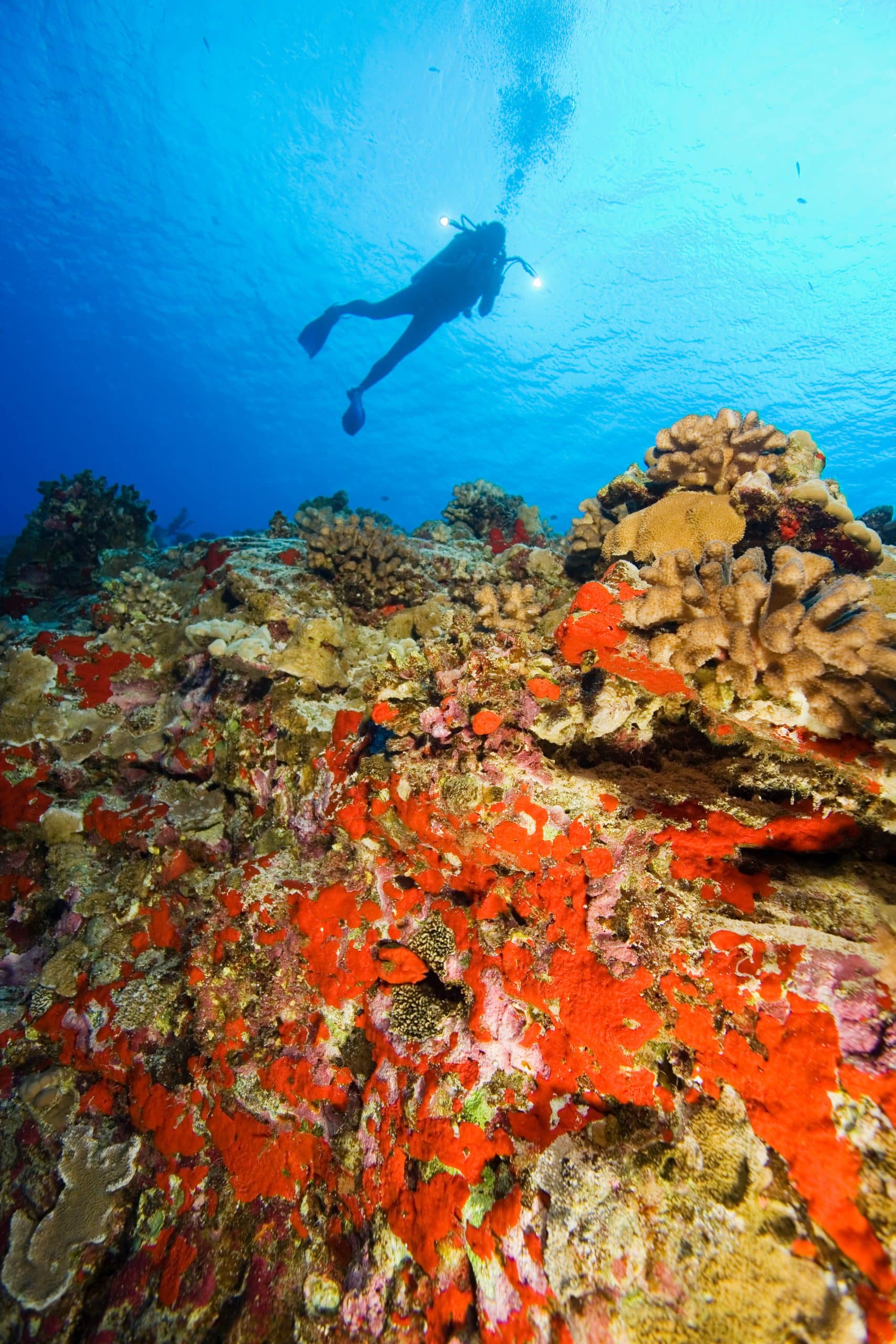 Faire de la plongée sous-marine dans le Var : Choisir la bonne période